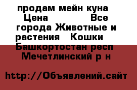 продам мейн куна › Цена ­ 15 000 - Все города Животные и растения » Кошки   . Башкортостан респ.,Мечетлинский р-н